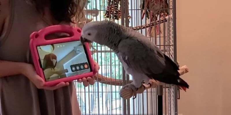 Птахи туди ж. Папуги здатні знаходити друзів за допомогою відеочату — дослідження