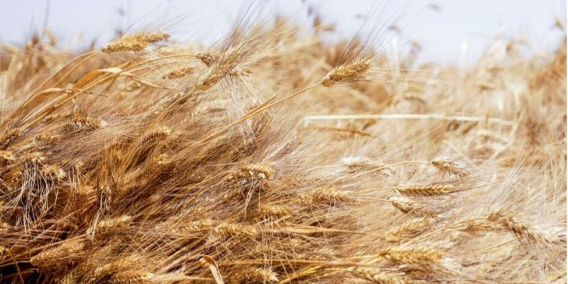 Котирування пшениці продовжують зростати на тлі російських атак