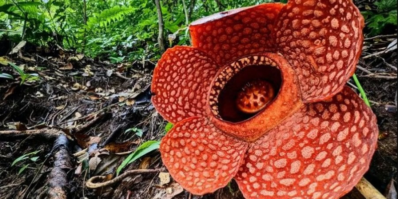 Навіть вона під загрозою. Біологи закликають врятувати від вимирання найсмердючішу квітку у світі