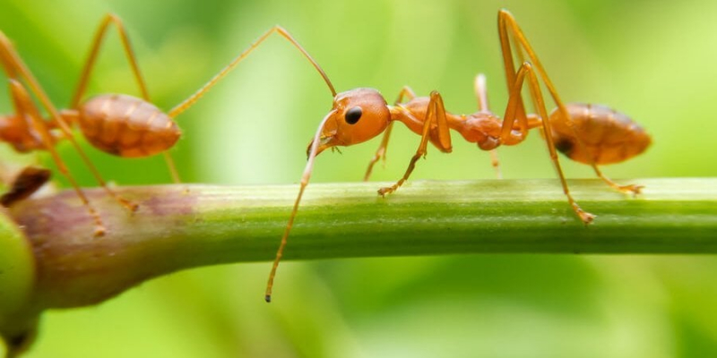 Велика небезпека. У Європі вперше виявили червоних вогняних мурах — учені б’ють на сполох