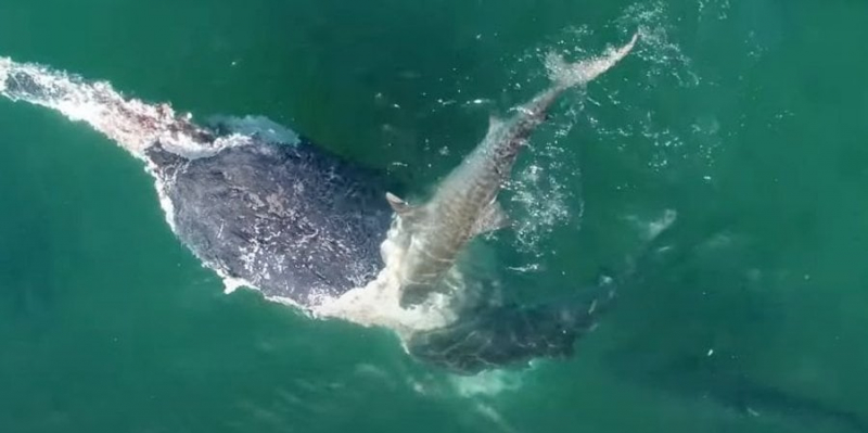 Заворожуюче страшно. Учені опублікували відео нападу десятків акул на кита